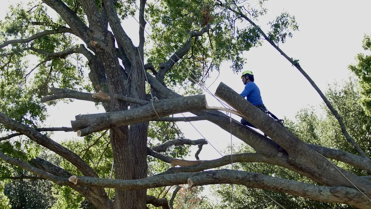 Professional Crown Thinning performed by certified arborists in Centertown