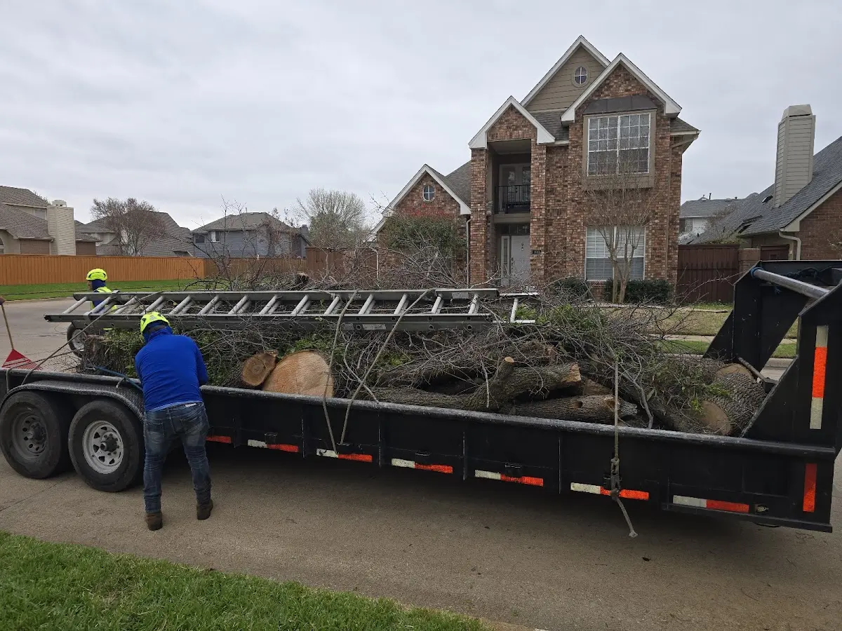 Expert Tree Removal with proper safety equipment in Centertown